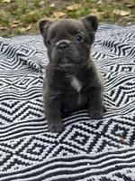 Rosemary , a female French Bulldog for sale in Wilmington, NC – 6 of 6