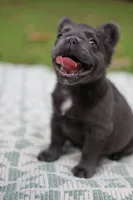 Rosemary , a female French Bulldog for sale in Wilmington, NC – 3 of 10