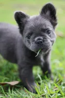 Rosemary , a female French Bulldog for sale in Wilmington, NC – 2 of 10