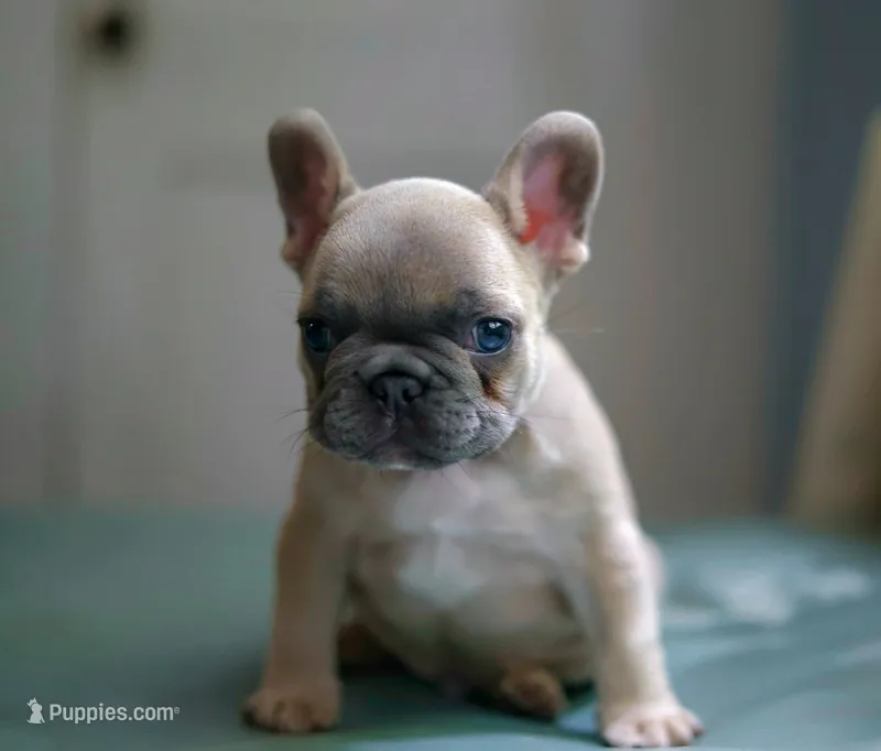 Dunkin – French Bulldog puppy for sale in Wilmington, NC