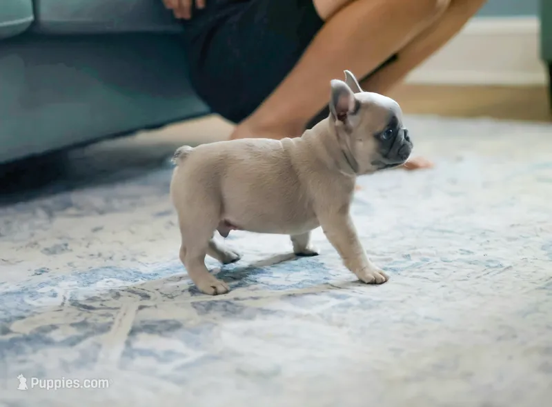 Dunkin – French Bulldog puppy for sale in Wilmington, NC