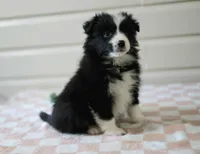 Viola, a female Border Collie for sale in Wilmington, NC – Photo 2 of 7