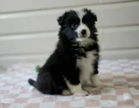 Viola, a female Border Collie for sale in Wilmington, NC – Photo 3 of 7