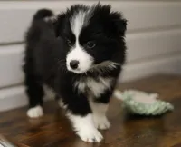 Viola, a female Border Collie for sale in Wilmington, NC – Photo 4 of 7