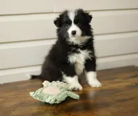 Viola, a female Border Collie for sale in Wilmington, NC – Photo 6 of 7