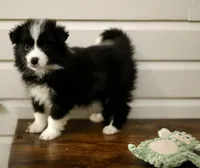 Viola, a female Border Collie for sale in Wilmington, NC – Photo 7 of 7