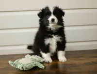 Viola, a female Border Collie for sale in Wilmington, NC – Photo 5 of 7