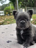 Rosemary , a female French Bulldog for sale in Wilmington, NC – 3 of 6