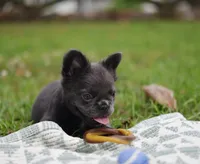 Rosemary , a female French Bulldog for sale in Wilmington, NC – 5 of 10
