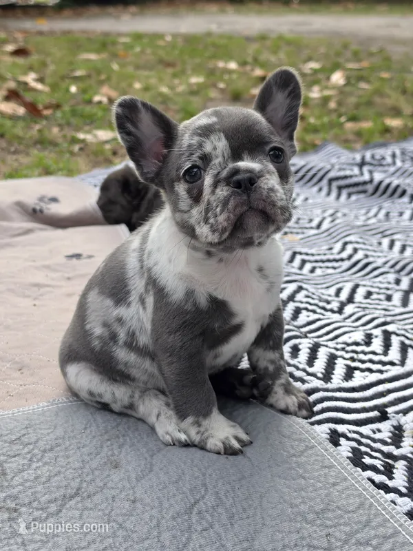 Clover – French Bulldog puppy for sale in Wilmington, NC