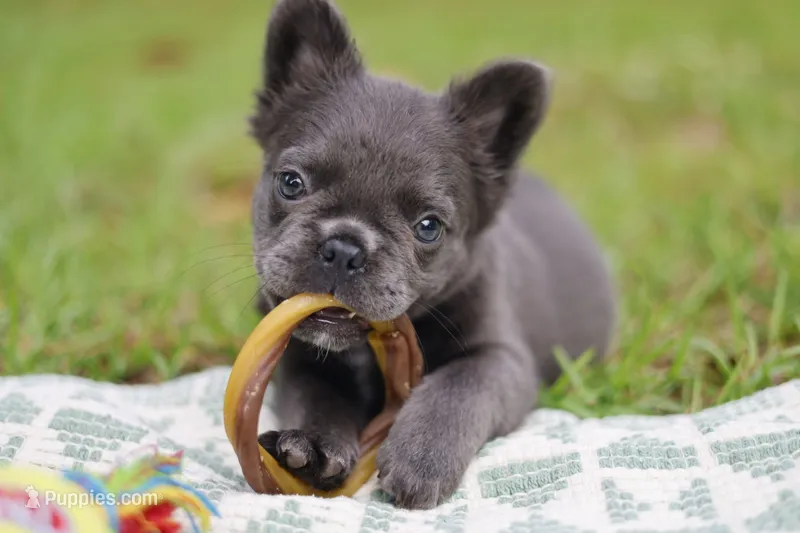 Rosemary  – French Bulldog puppy for sale in Wilmington, NC