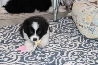 Luka, a male Border Collie for sale in Wilmington, NC – Photo 5 of 6