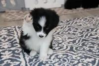 Luka, a male Border Collie for sale in Wilmington, NC – Photo 2 of 6