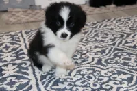 Luka, a male Border Collie for sale in Wilmington, NC – Photo 3 of 6