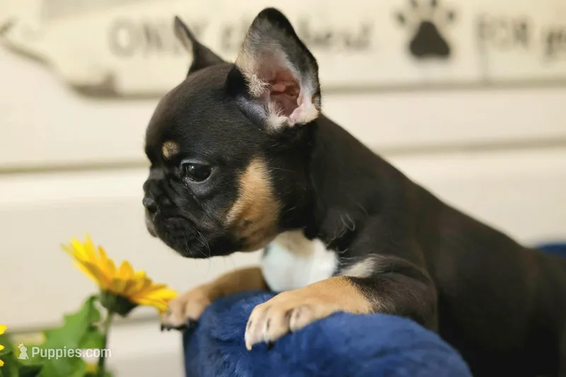 Chase – French Bulldog puppy for sale in Wilmington, NC