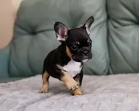 Chase, a male French Bulldog for sale in Wilmington, NC – Photo 4 of 9