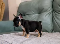 Chase, a male French Bulldog for sale in Wilmington, NC – Photo 5 of 9