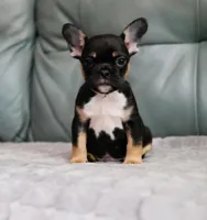 Chase, a male French Bulldog for sale in Wilmington, NC – Photo 2 of 9