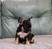 Chase, a male French Bulldog for sale in Wilmington, NC – Photo 3 of 9