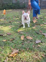 Chase, a male French Bulldog for sale in Wilmington, NC – Photo 8 of 9
