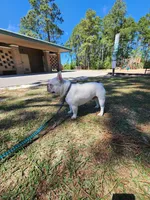 Chase, a male French Bulldog for sale in Wilmington, NC – Photo 9 of 9