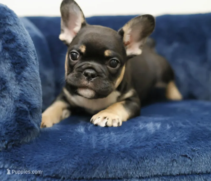 Chase – French Bulldog puppy for sale in Wilmington, NC