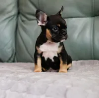 Chase, a male French Bulldog for sale in Wilmington, NC – Photo 1 of 9