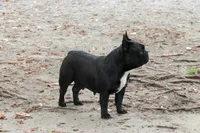 Chase, a male French Bulldog for sale in Wilmington, NC – Photo 7 of 9