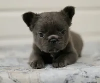 Rosemary , a female French Bulldog for sale in Wilmington, NC – 1 of 6