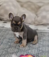 Iris, a female French Bulldog for sale in Wilmington, NC – Photo 2 of 6