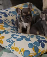 Iris, a female French Bulldog for sale in Wilmington, NC – Photo 4 of 6