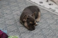 Iris, a female French Bulldog for sale in Wilmington, NC – Photo 3 of 6