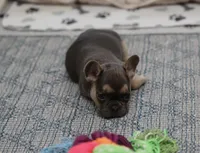 Iris, a female French Bulldog for sale in Wilmington, NC – Photo 5 of 6
