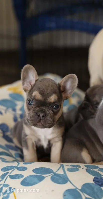 Iris – French Bulldog puppy for sale in Wilmington, NC