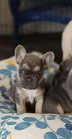 Iris, a female French Bulldog for sale in Wilmington, NC – Photo 1 of 6