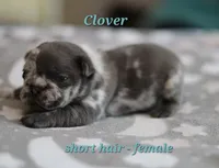 Clover, a female French Bulldog for sale in Wilmington, NC – Photo 8 of 8