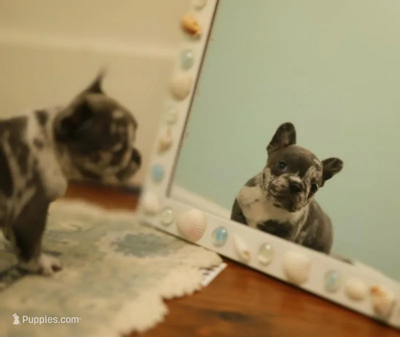 Clover – French Bulldog puppy for sale in Wilmington, NC