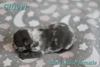 Clover, a female French Bulldog for sale in Wilmington, NC – Photo 6 of 8