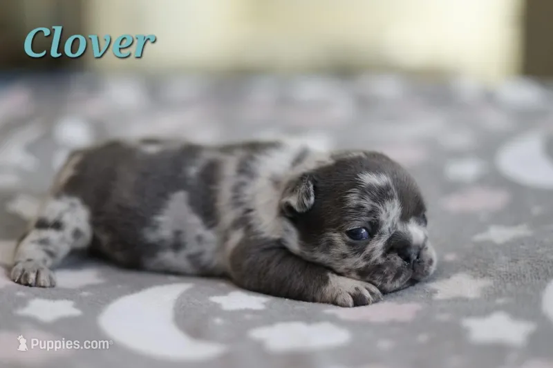 Clover – French Bulldog puppy for sale in Wilmington, NC