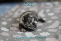 Clover, a female French Bulldog for sale in Wilmington, NC – Photo 4 of 8