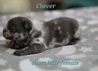 Clover, a female French Bulldog for sale in Wilmington, NC – Photo 5 of 8