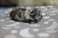 Clover, a female French Bulldog for sale in Wilmington, NC – Photo 3 of 8