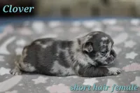 Clover, a female French Bulldog for sale in Wilmington, NC – Photo 2 of 8