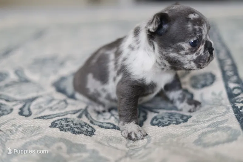 Clover – French Bulldog puppy for sale in Wilmington, NC