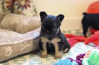 Darla, a female French Bulldog for sale in Wilmington, NC – Photo 5 of 7