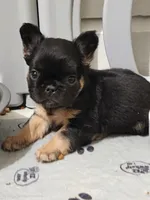 Darla, a female French Bulldog for sale in Wilmington, NC – Photo 7 of 7