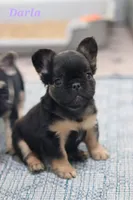 Darla, a female French Bulldog for sale in Wilmington, NC – Photo 2 of 7