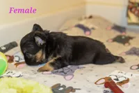 Darla, a female French Bulldog for sale in Wilmington, NC – Photo 6 of 7