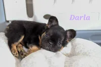 Darla, a female French Bulldog for sale in Wilmington, NC – Photo 1 of 7