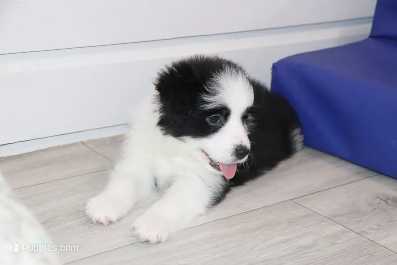 Goose, a male Border Collie for sale in Wilmington, NC – Photo 1 of 10